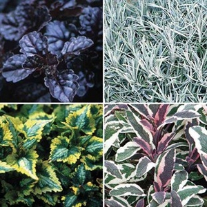 Autumn Foliage/Filler Collection 6 Large Plants