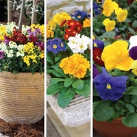 Autumn Mega Plants & Free Compost Kit