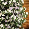 Bacopa Snowtopia Bluetopia Mix 12 Mega Plants