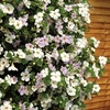 Bacopa Snowtopia Bluetopia Mix 70 Medium Plug Plants
