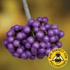 Beauty Berry Profusion 1 Plant 9cm Pot
