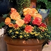 Begonia Amber Delight 12 Mega Plants