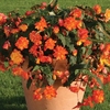 Begonia Apricot Sparkle (Trailing) 24 Large Plants