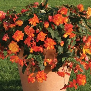 Begonia Apricot Sparkle (Trailing) 24 Large Plants