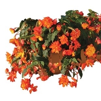 Begonia Apricot Sparkle Trailing Mix 2 Pre Planted Troughs