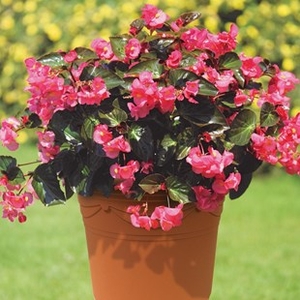 Begonia Big 2 Pre Planted Containers