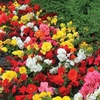 Begonia Compacta 70 Medium Plug Plants