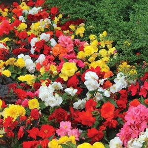 Begonia Compacta 70 Medium Plug Plants