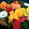 Begonia Destiny 100 Plants + 60 FREE