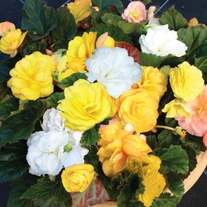 Begonia Destiny Marie Curie Mix 30 Plants + 15 FREE