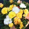 Begonia Destiny Marie Curie Mix 50 Plants + 20 FREE