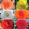 Begonia Destiny Patchwork 100 Plants + 60 FREE