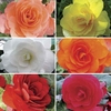 Begonia Destiny Patchwork 50 Medium Plugs + 20 FREE