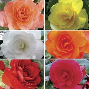 Begonia Destiny Patchwork 50 Medium Plugs + 20 FREE