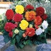 Begonia Double 2 Pre-Planted Troughs