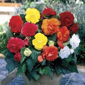 Begonia Double 2 Pre-Planted Troughs