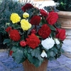Begonia Fimbriata 6 Bulbs
