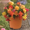Begonia Gold Balcony 2 Pre Planted Containers