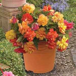 Begonia Gold Balcony 2 Pre Planted Containers