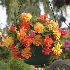 Begonia Gold Balcony 2 Pre-Planted Hanging Baskets