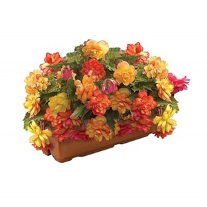 Begonia Gold Balcony 2 Pre-Planted Troughs