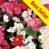 Begonia Sahara 100 Plants + 60 FREE