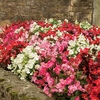 Begonia Sahara 170 Small Plug Plants