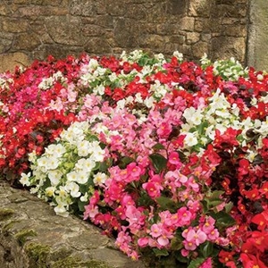 Begonia Sahara 170 Small Plug Plants
