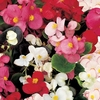 Begonia Sahara 30 Medium Plugs + 15 FREE