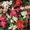 Begonia Sahara 400 Small Plugs + 280 FREE (2nd Delivery Period)