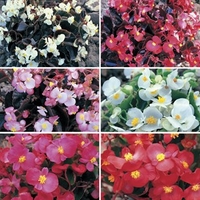 Begonia Sahara Patchwork 100 Plants + 60 FREE