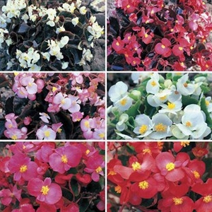 Begonia Sahara Patchwork 170 Small Plug Plants