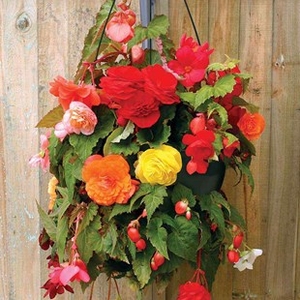 Begonia Sparkle 1 Pre-Planted Hanging Basket