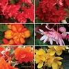 Begonia Sparkle Patchwork 100 Plants + 60 FREE