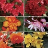 Begonia Sparkle Patchwork (Trailing) 70 Medium Plug Plants
