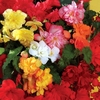 Begonia Sparkle (Trailing) 100 Plants + 60 FREE