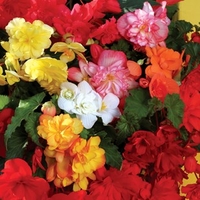 Begonia Sparkle (Trailing) 100 Plants + 60 FREE