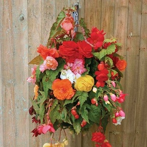 Begonia Sparkle (Trailing) 24 Large Plants