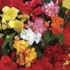 Begonia Sparkle (Trailing) 680 Small Plug Plants (3rd Delivery Period)