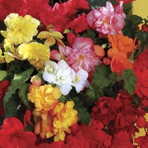 Begonia Sparkle (Trailing) 680 Small Plug Plants (3rd Delivery Period)