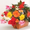 Begonia Sparkle Trailing Mix 2 Pre Planted Troughs
