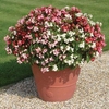 Begonia Super Landscaping Mix 70 Medium Plug Plants