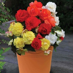 Begonia Superba Mixed 2 Pre-Planted Containers