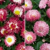 Bellis Bam Bam Mixed 12 Mega Plants