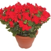 Betulia Red 1 Pre-Planted Container