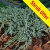 Big Plant Offer - Conifer Juniperus Blue Carpet 1 Plant 9cm Pot