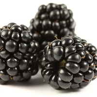 Blackberries 3 Plants Bare Root