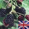 Blackberries Loch Ness 3 Bare Root Plants