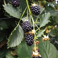 Blackberries Reuben 1 Plant 9cm Pot