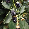 Blackberries Reuben 2 Plants 9cm Pot